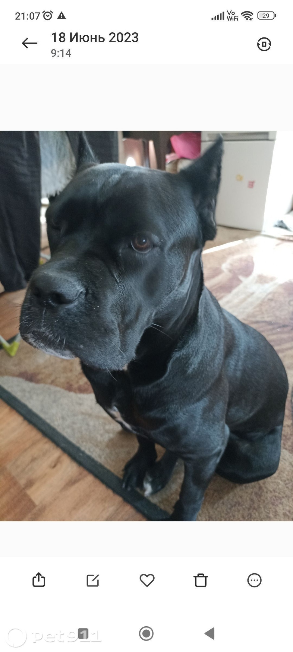 Пропала собака в Калининграде — фото объявления