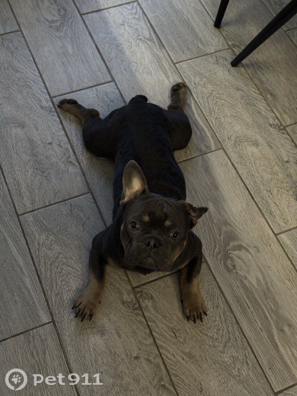 Найдена собака в Калининграде — фото объявления