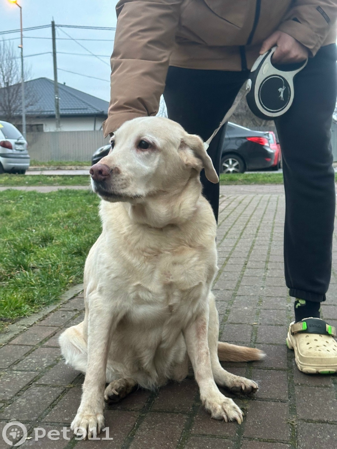 Найдена собака в Калининграде — фото объявления