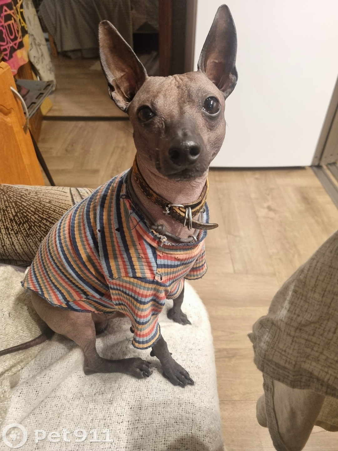 Пропала собака в Калининграде — фото объявления