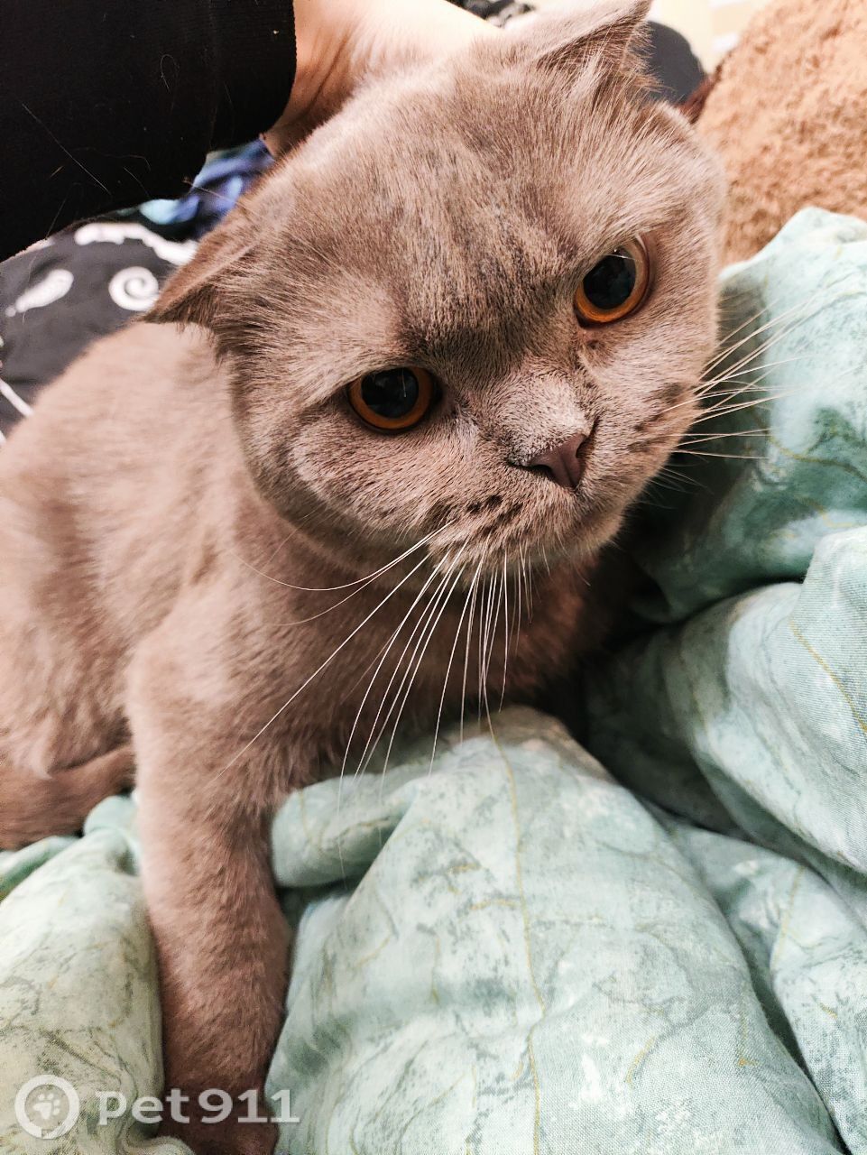 Найдена кошка в Калининграде — фото объявления