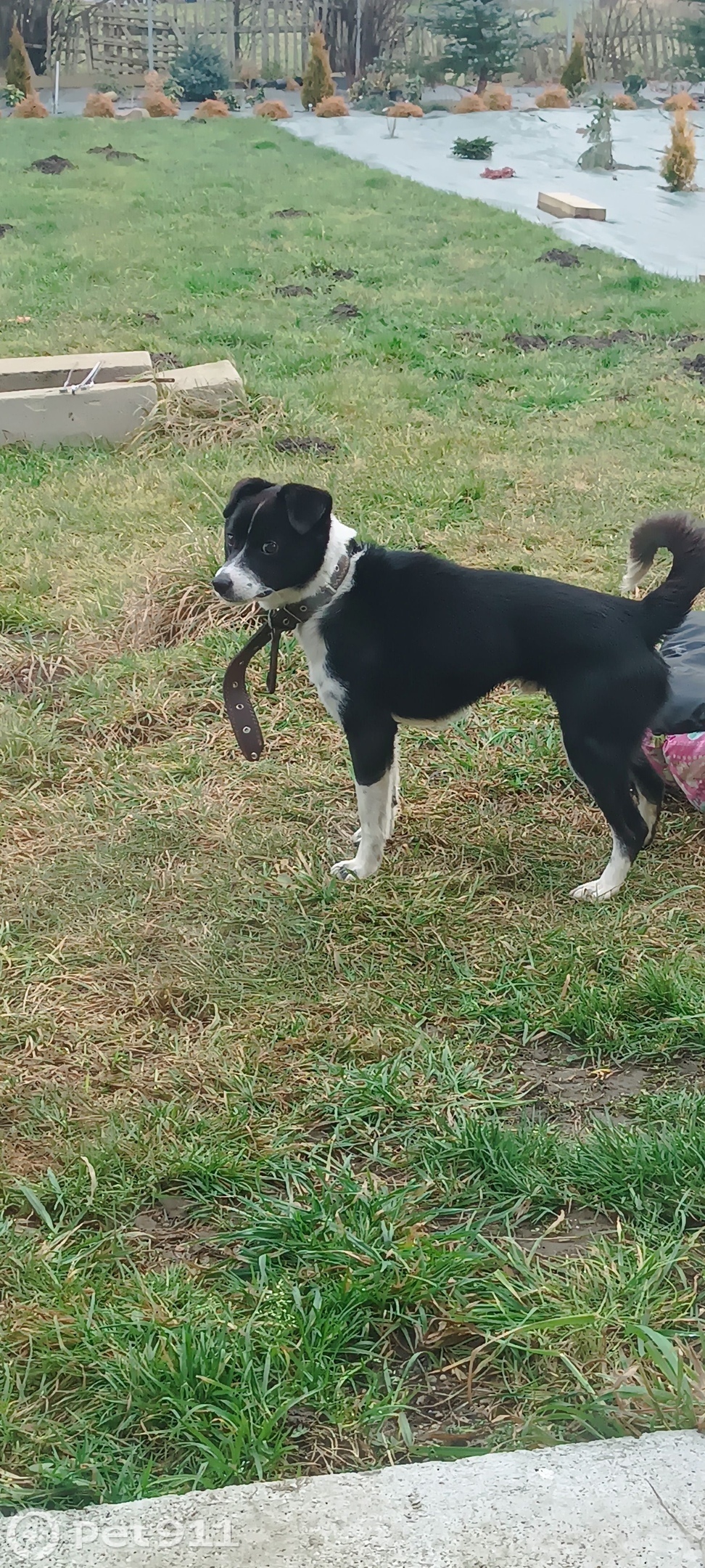 Найдена собака в Калининграде — фото объявления