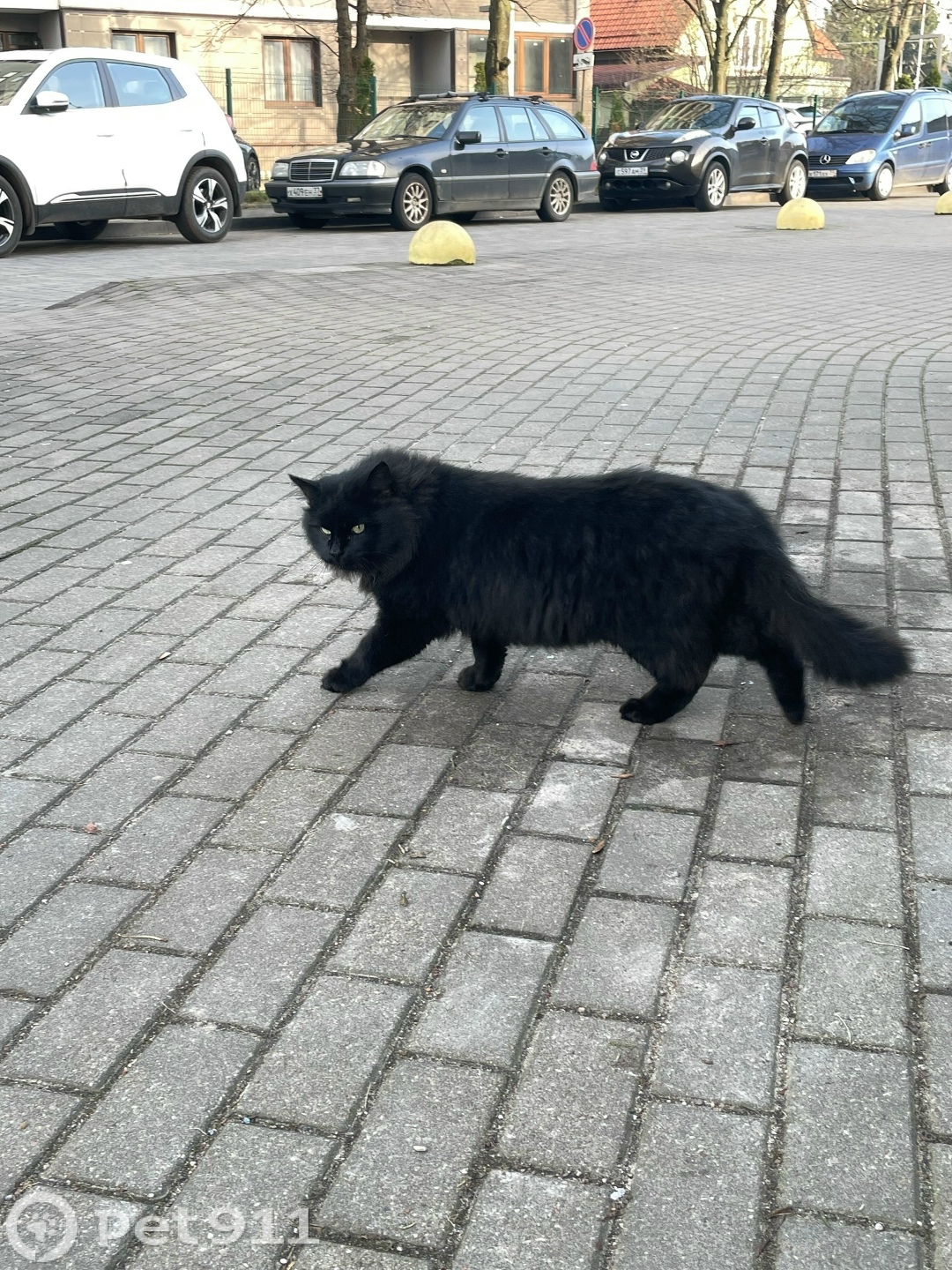 Найдена кошка в Калининграде — фото объявления