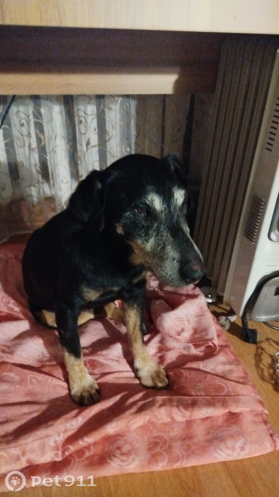 Найдена собака в Калининграде — фото объявления