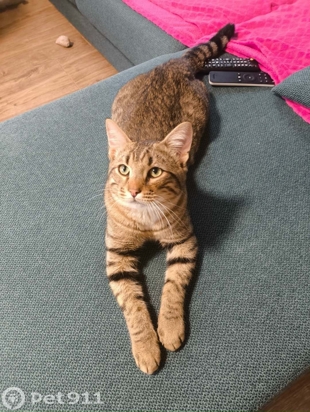 Пропала кошка в Калининграде — фото объявления