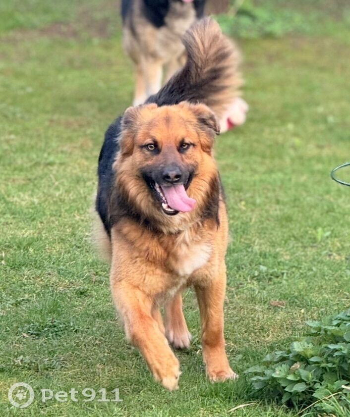 Пропала собака в Калининграде — фото объявления