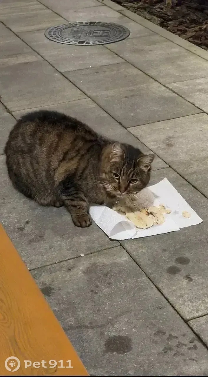 Найдена кошка в Калининграде — фото объявления