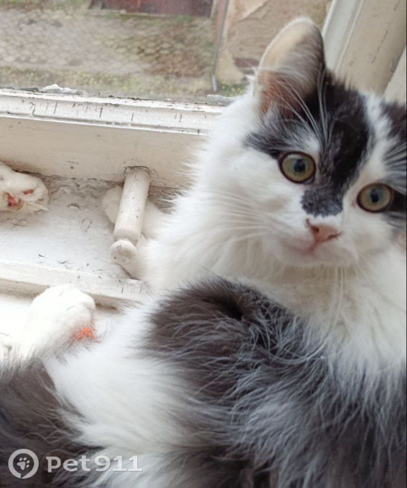 Пропала кошка в Калининграде — фото объявления