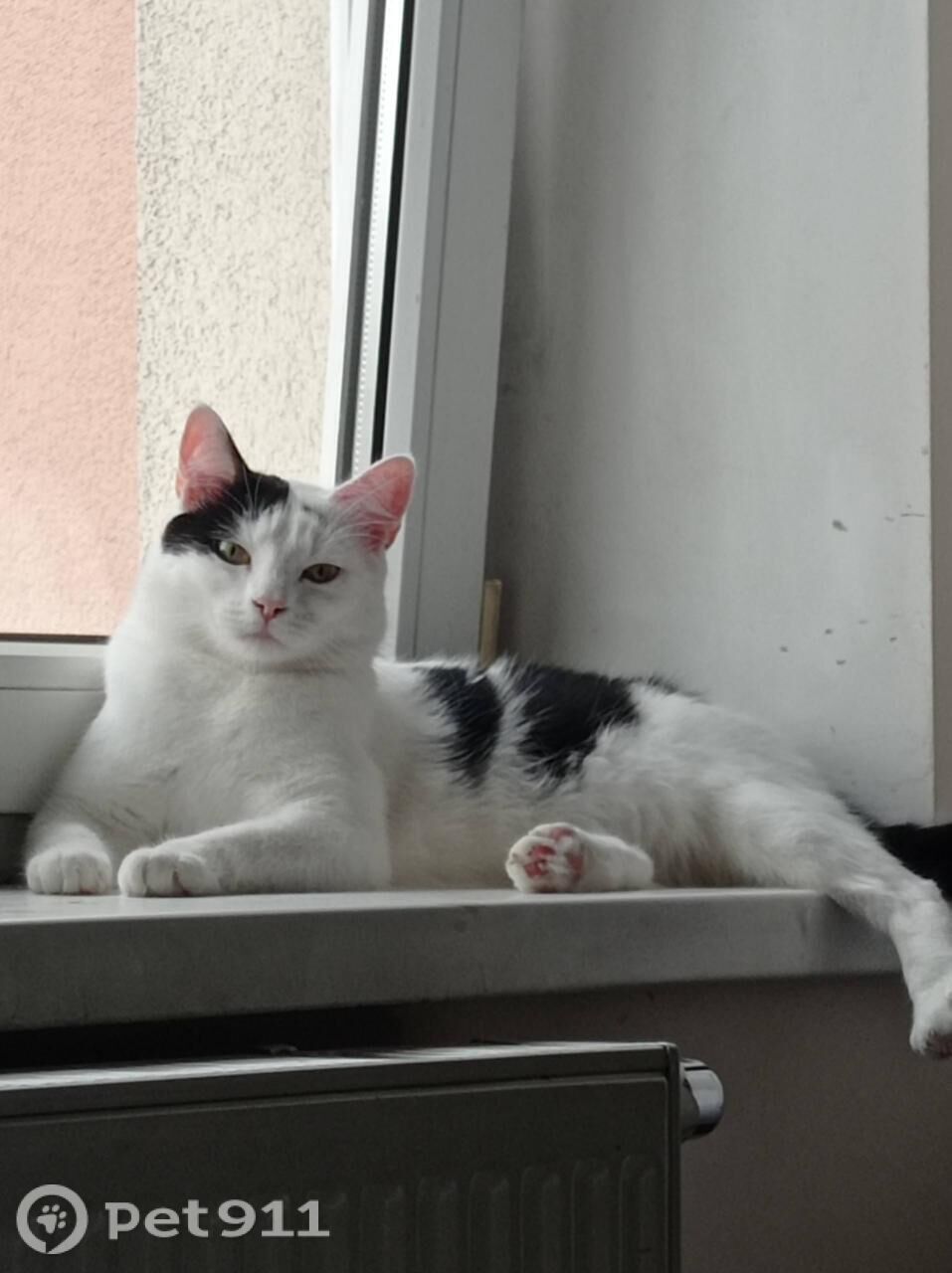 Пропала кошка в Калининграде — фото объявления