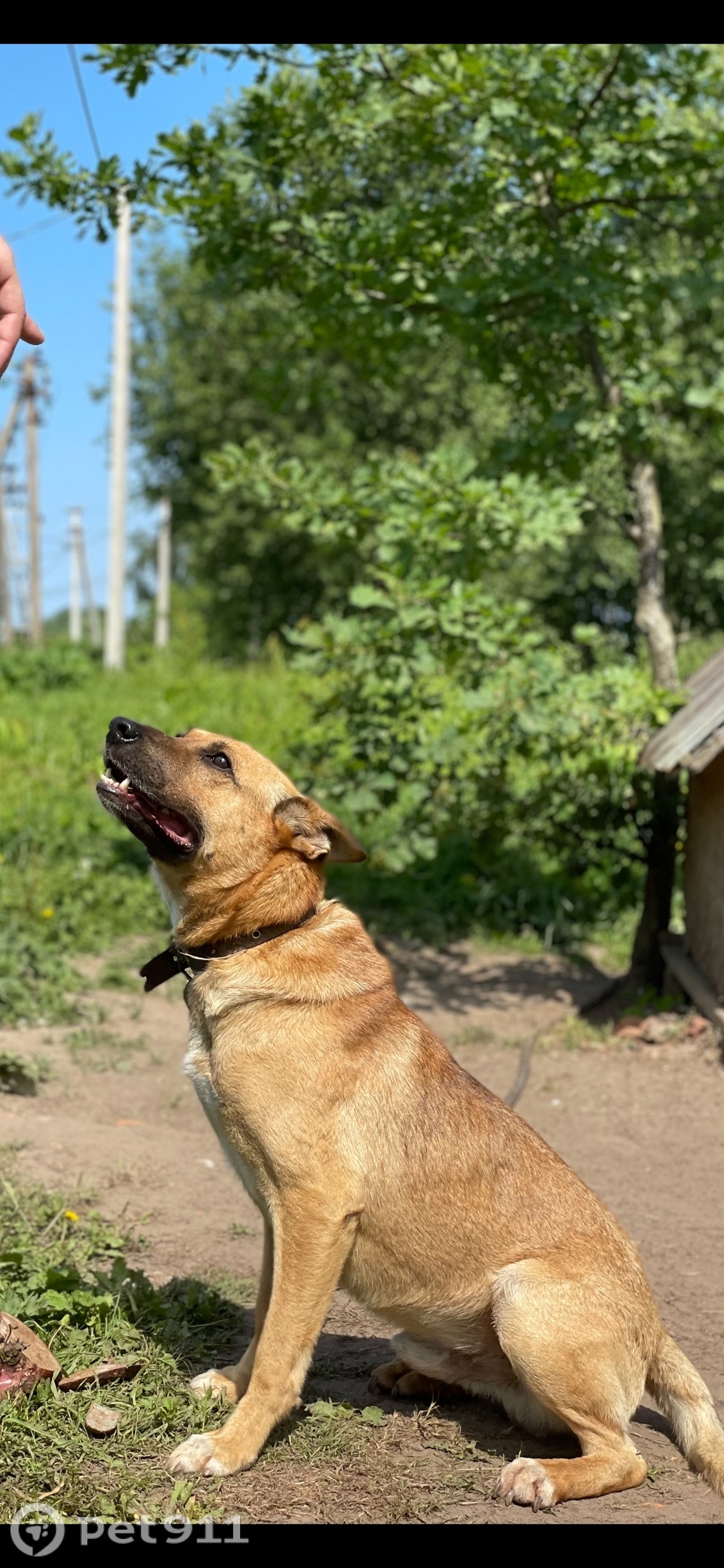 Пропала собака в Калининграде — фото объявления