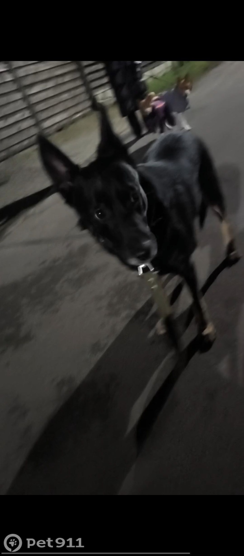 Найдена собака в Калининграде — фото объявления