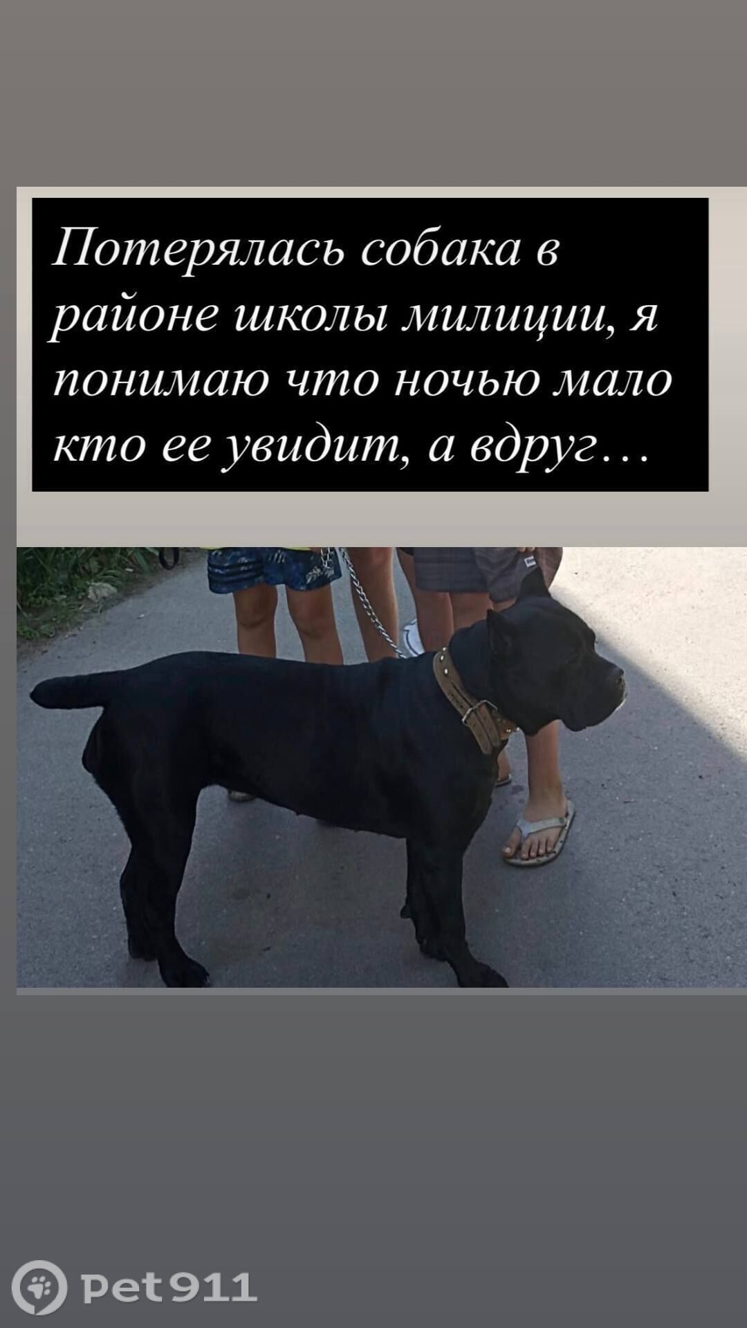 Пропала собака в Калининграде — фото объявления
