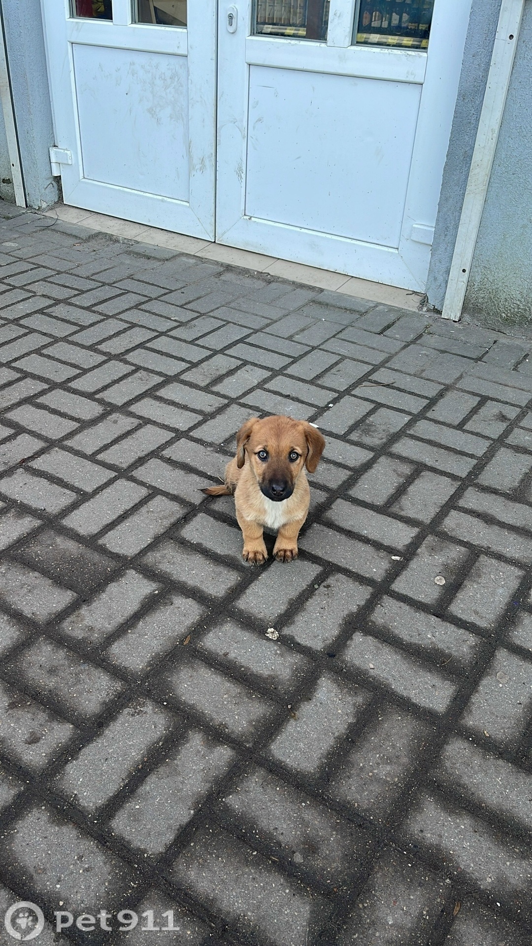 Найдена собака в Калининграде — фото объявления