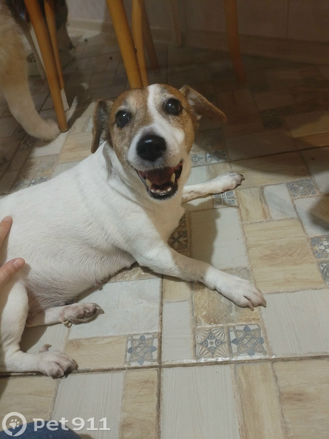 Найдена собака в Калининграде — фото объявления