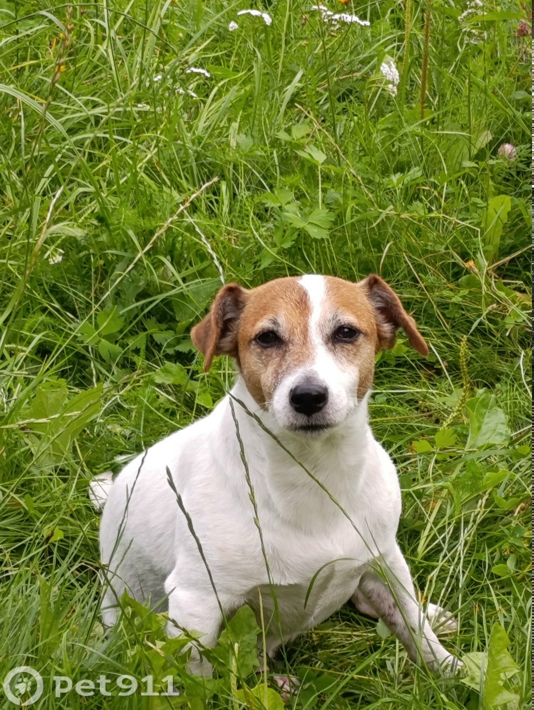 Найдена собака в Калининграде — фото объявления