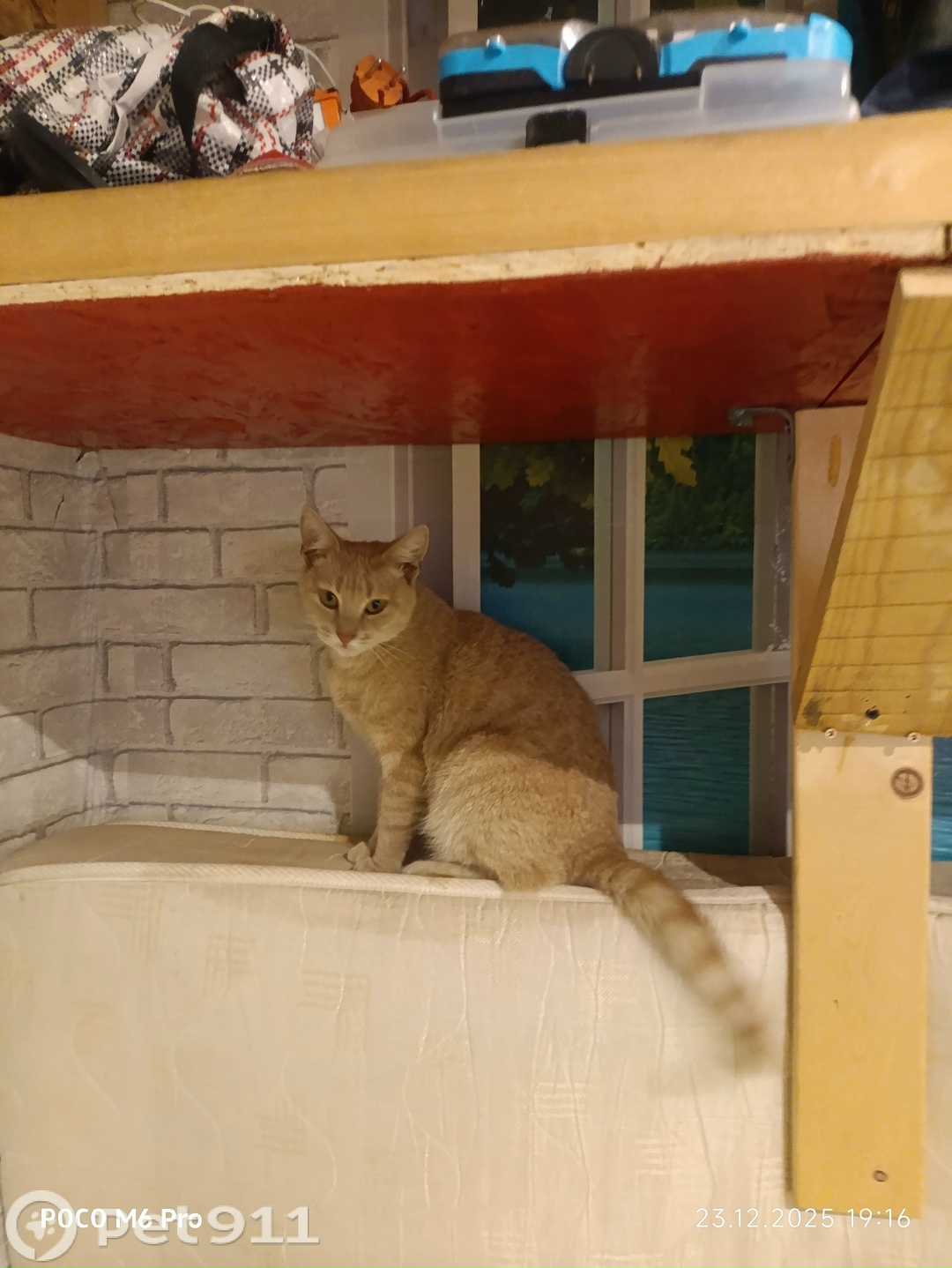 Найдена кошка в Калининграде — фото объявления