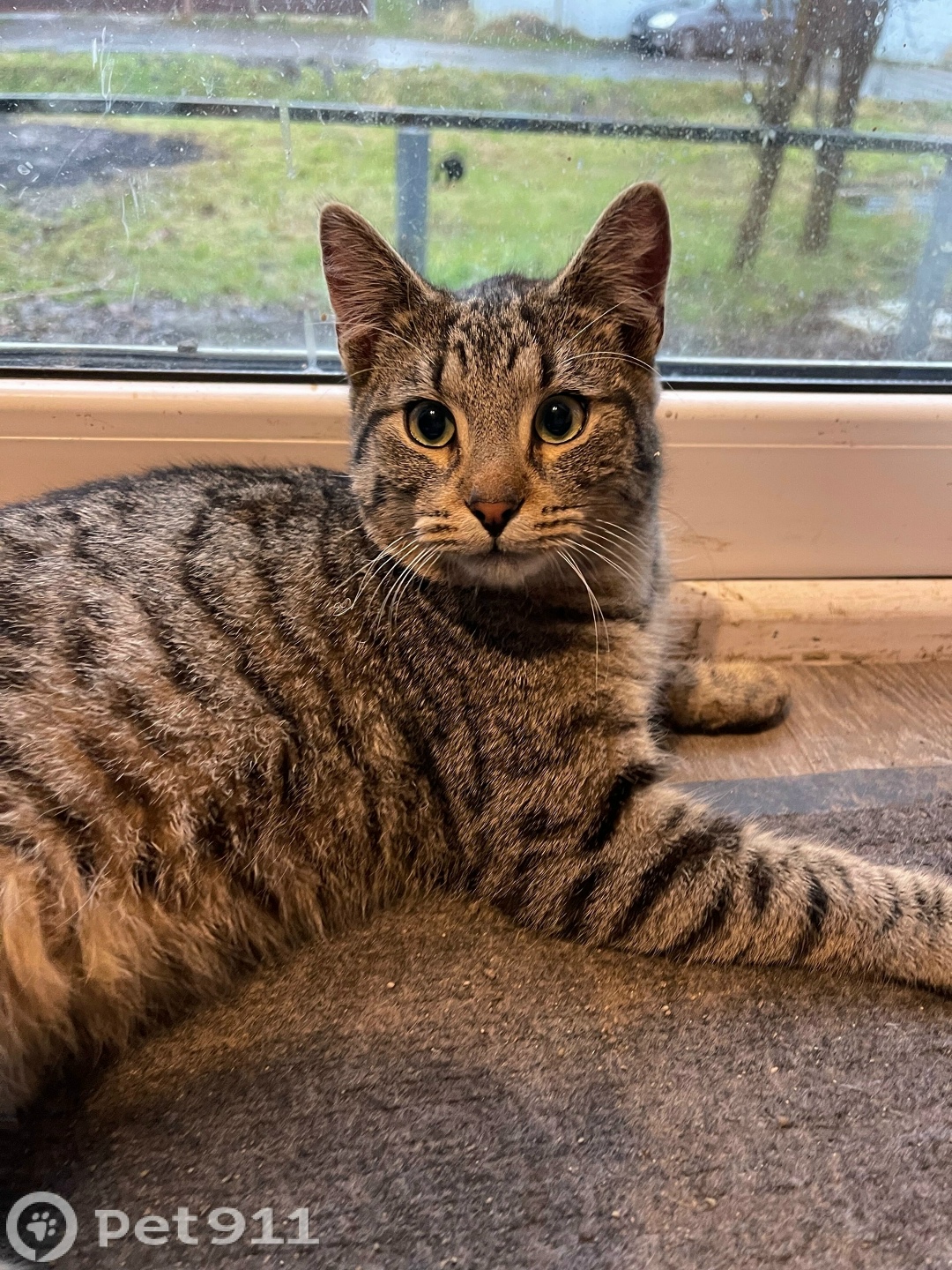 Найдена кошка в Калининграде — фото объявления