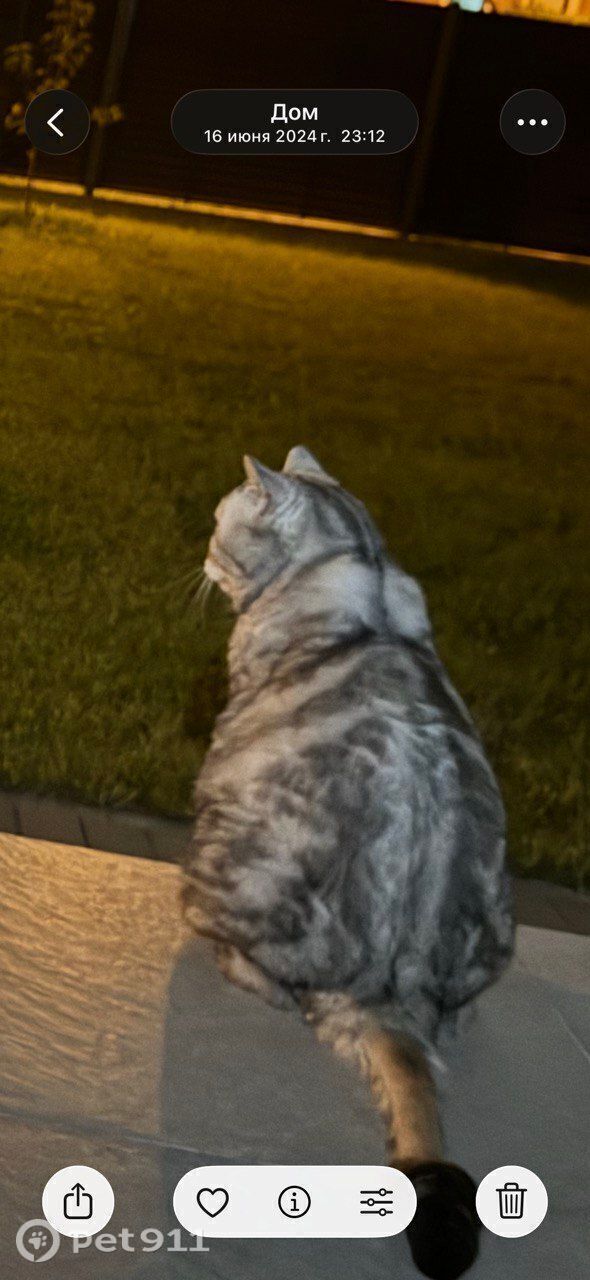 Пропала кошка в Калининграде — фото объявления