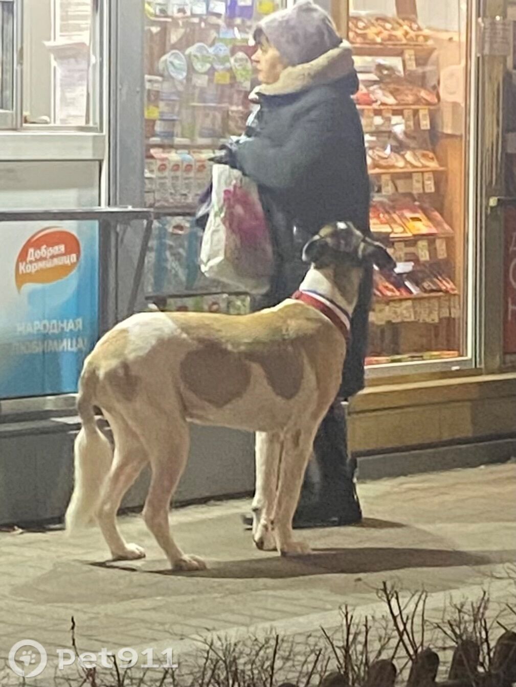 Найдена собака в Калининграде — фото объявления