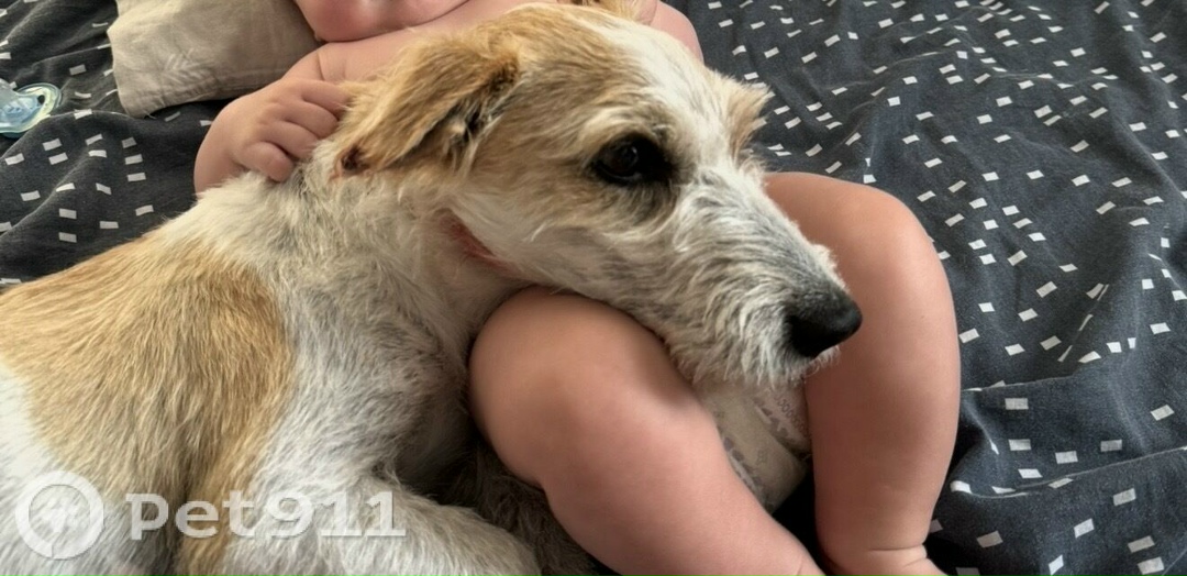 Пропала собака в Калининграде — фото объявления