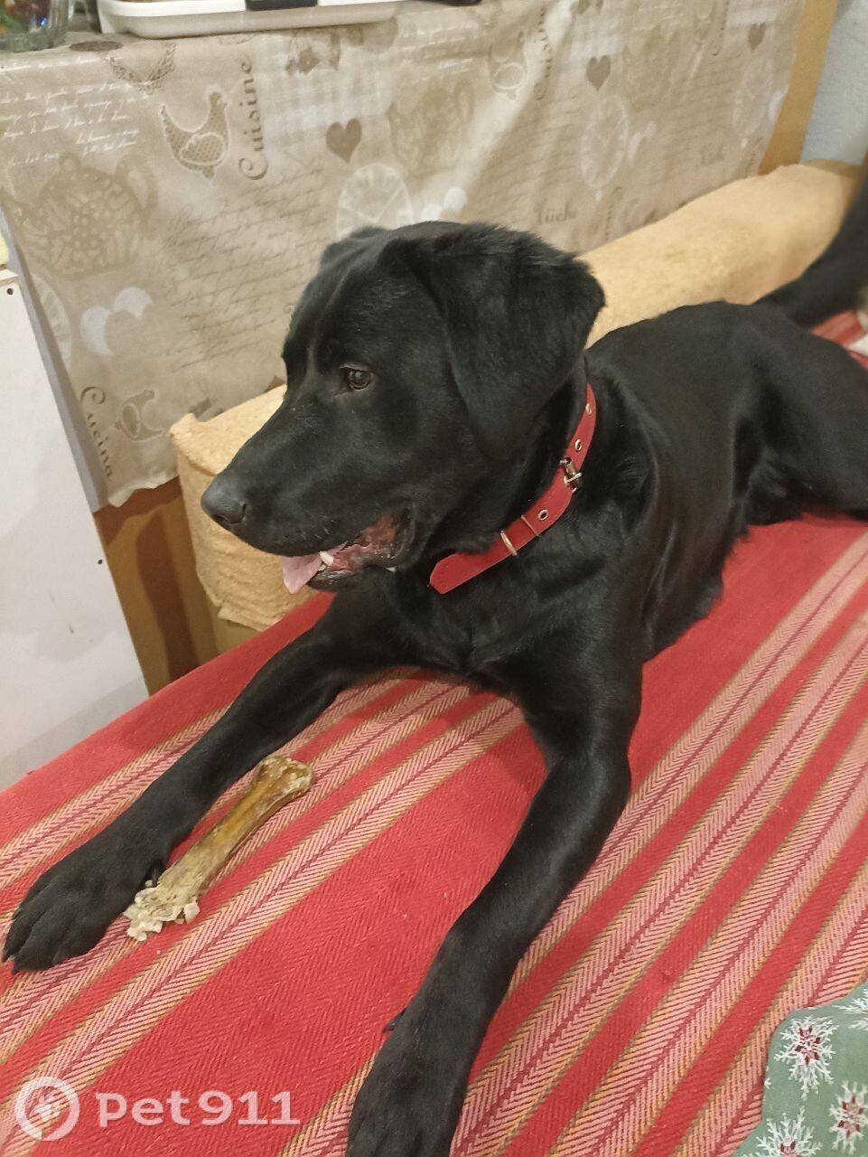 Пропала собака в Калининграде — фото объявления