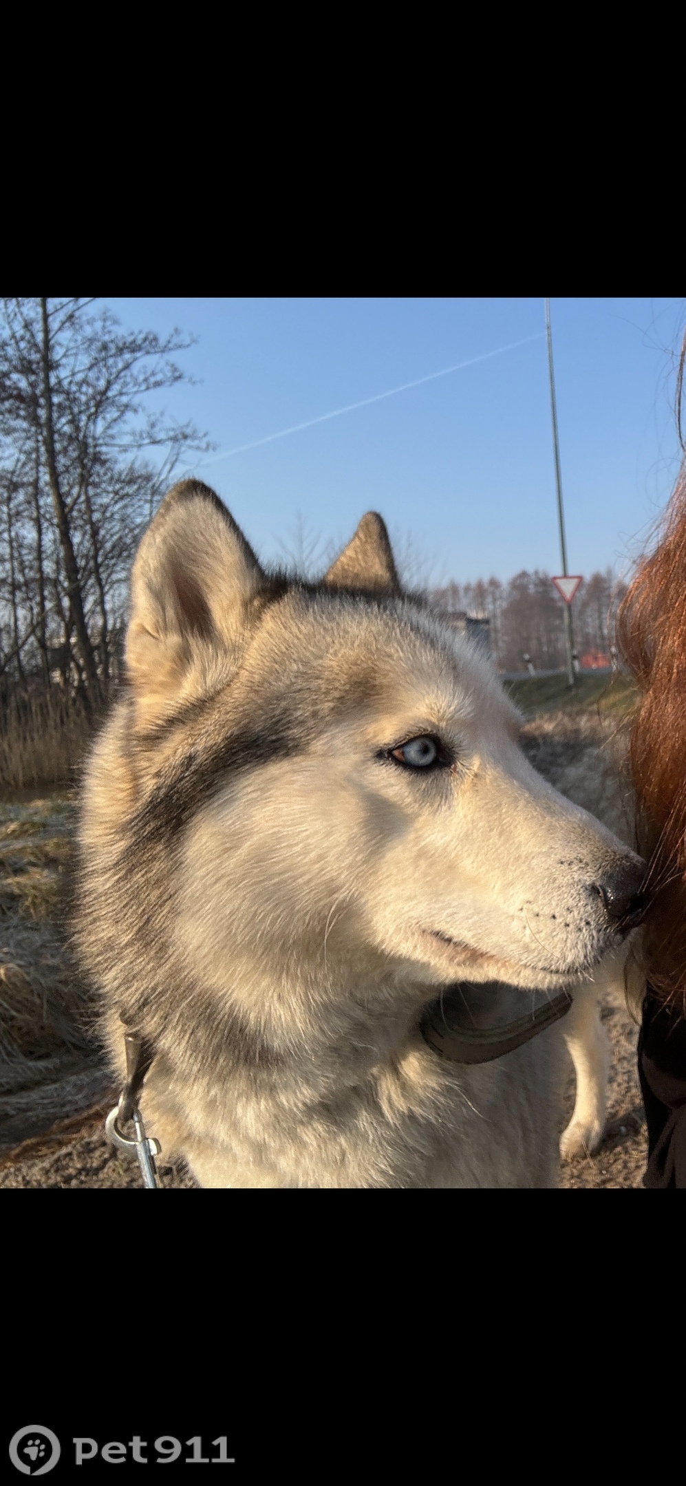 Пропала собака в Калининграде — фото объявления