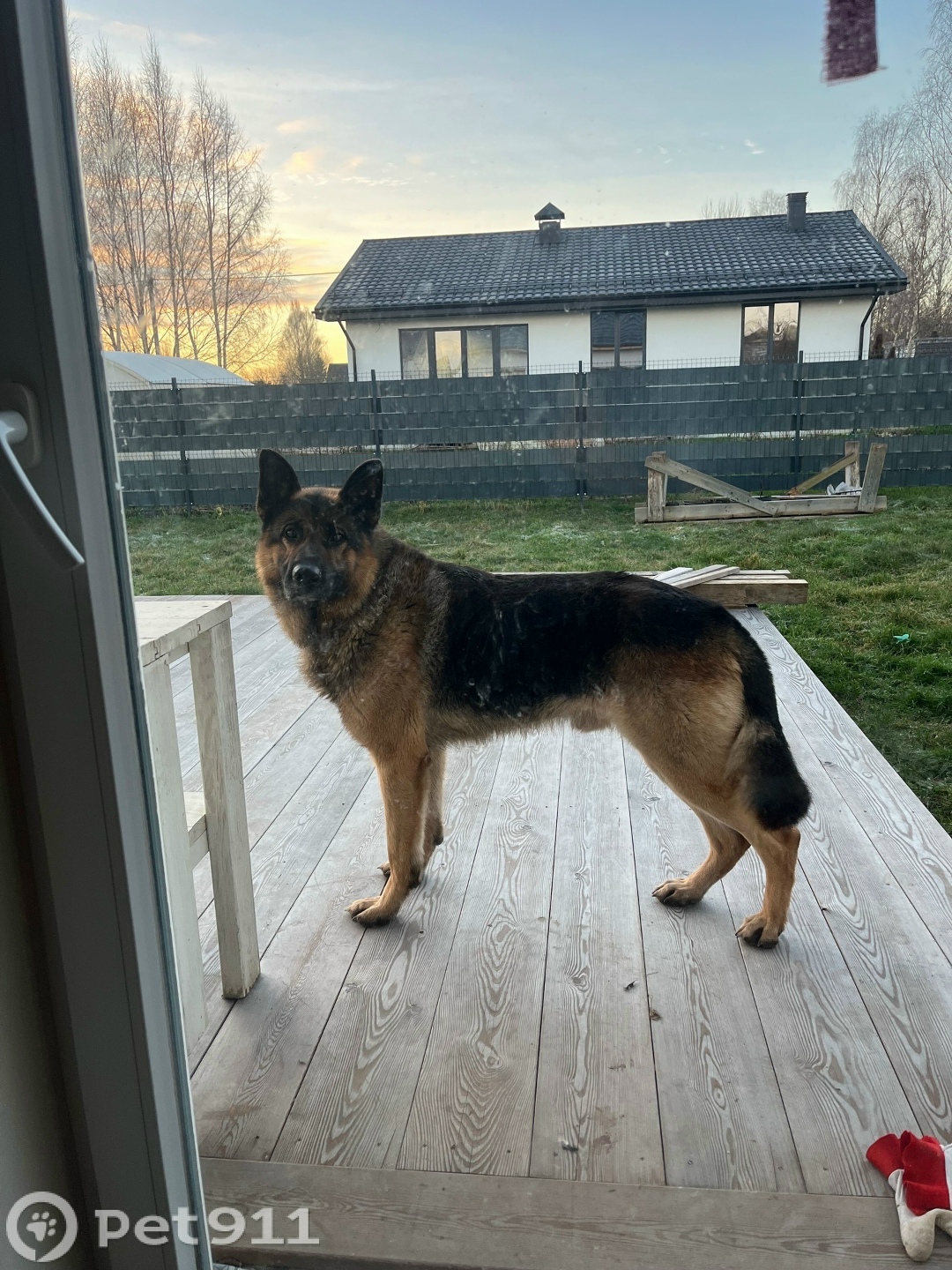 Найдена собака в Калининграде — фото объявления