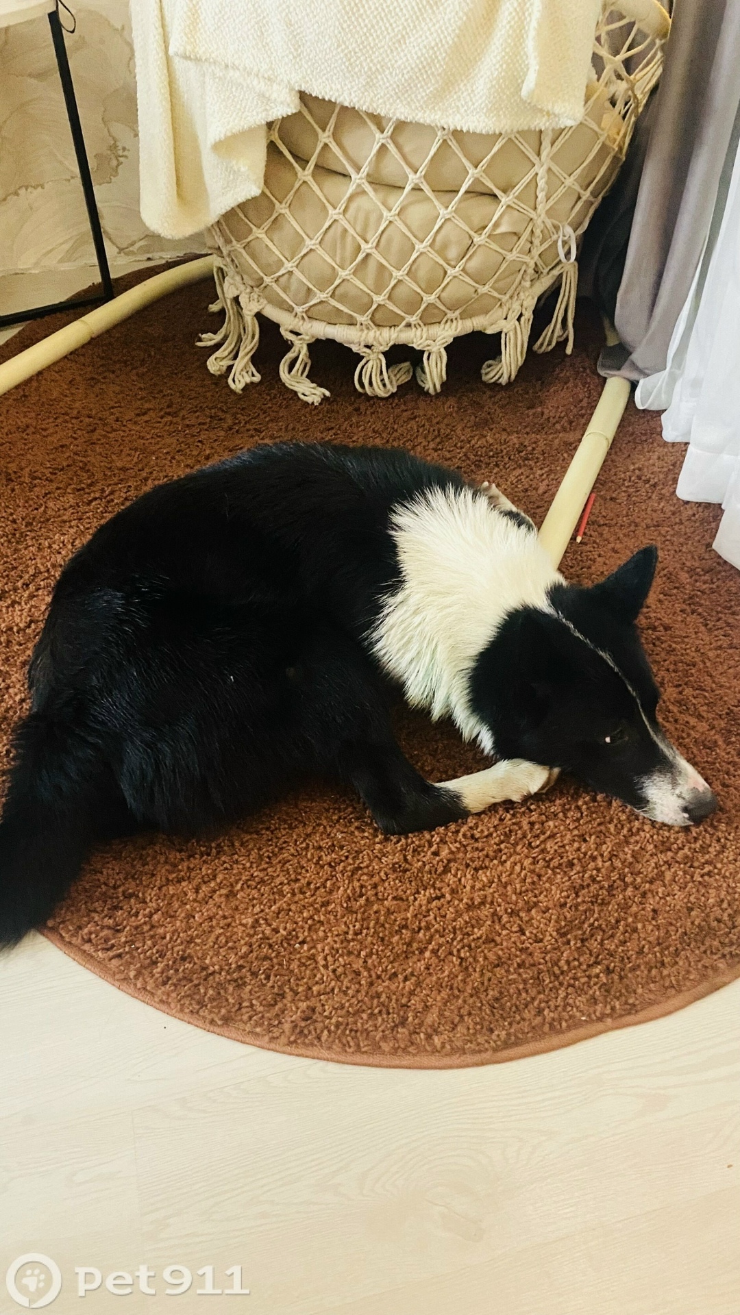 Найдена собака в Калининграде — фото объявления