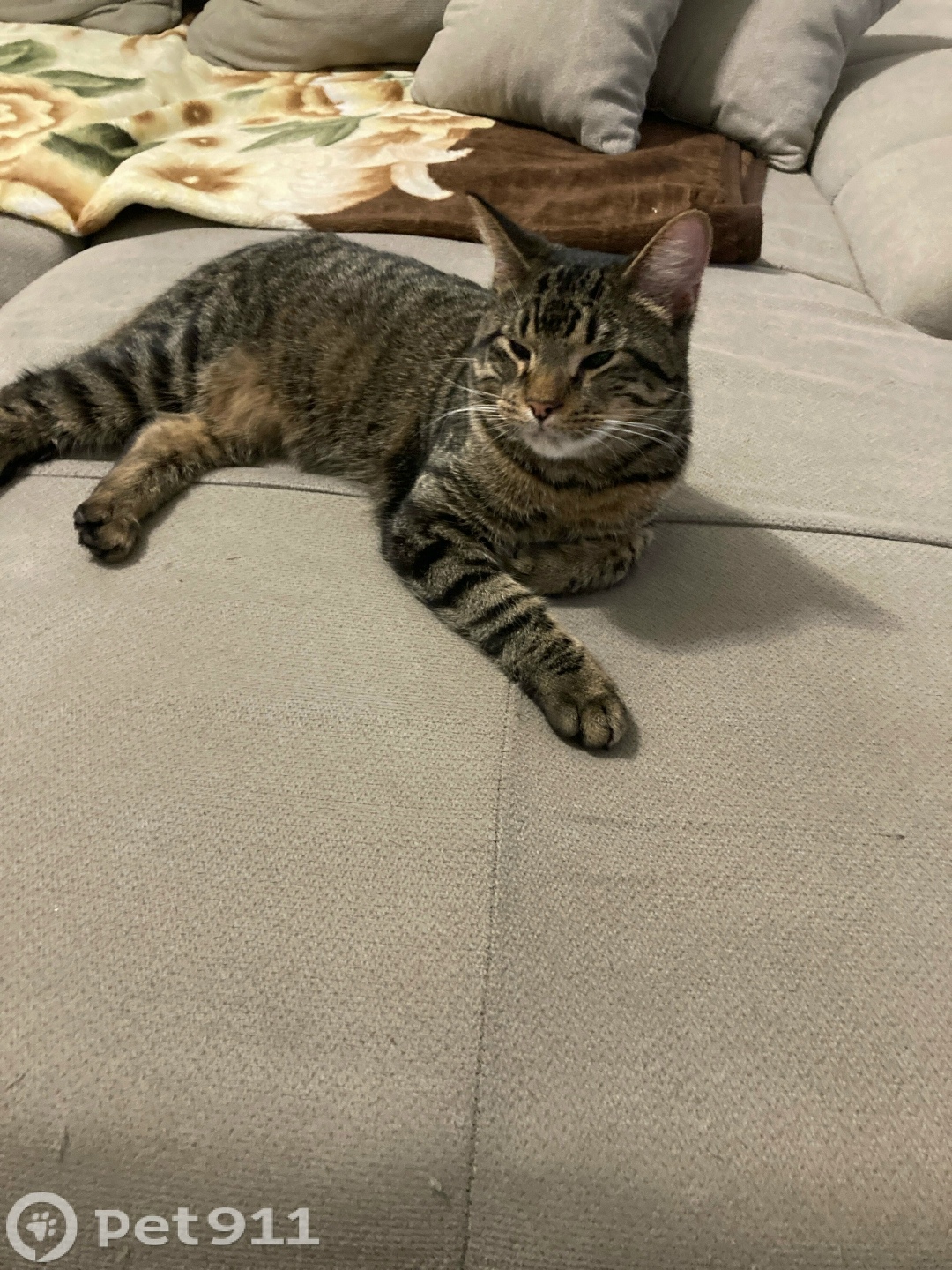 Найдена кошка в Калининграде — фото объявления