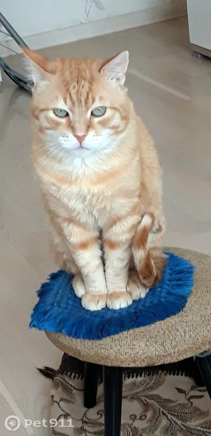 Пропала кошка в Калининграде — фото объявления