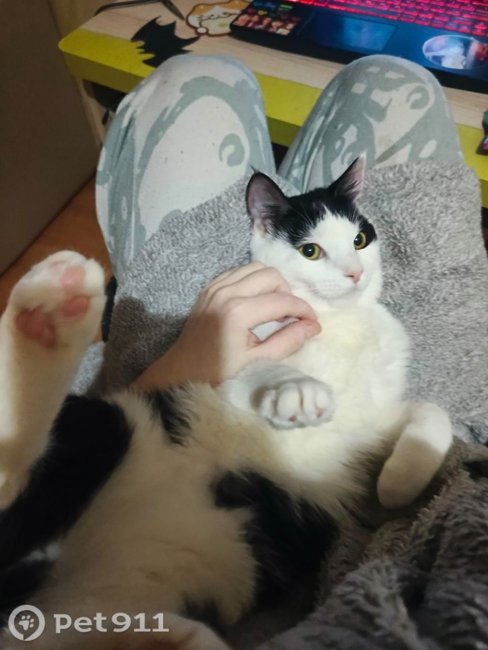 Пропала кошка в Калининграде — фото объявления