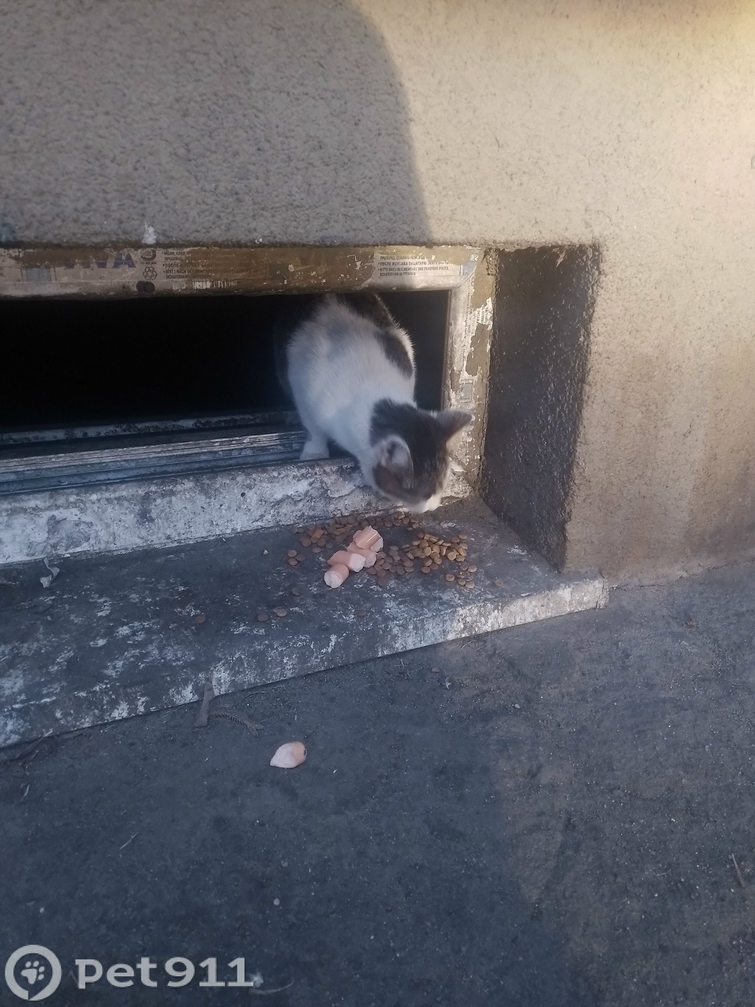 Найдена кошка в Калининграде — фото объявления