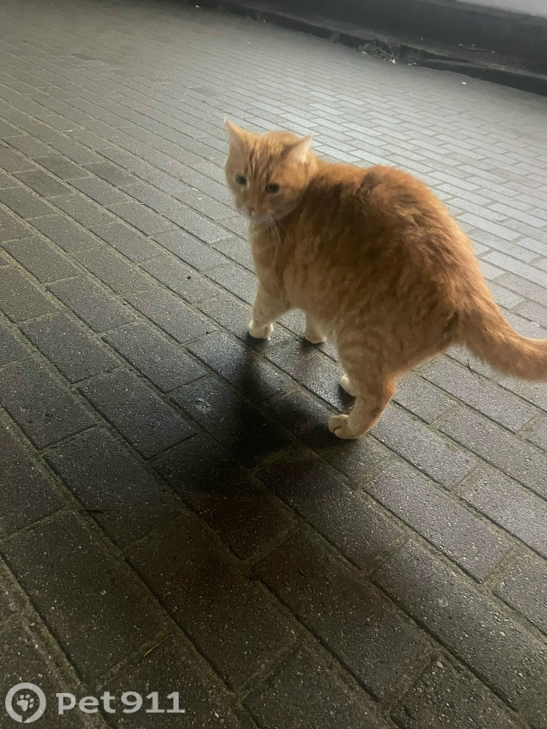 Найдена кошка в Калининграде — фото объявления