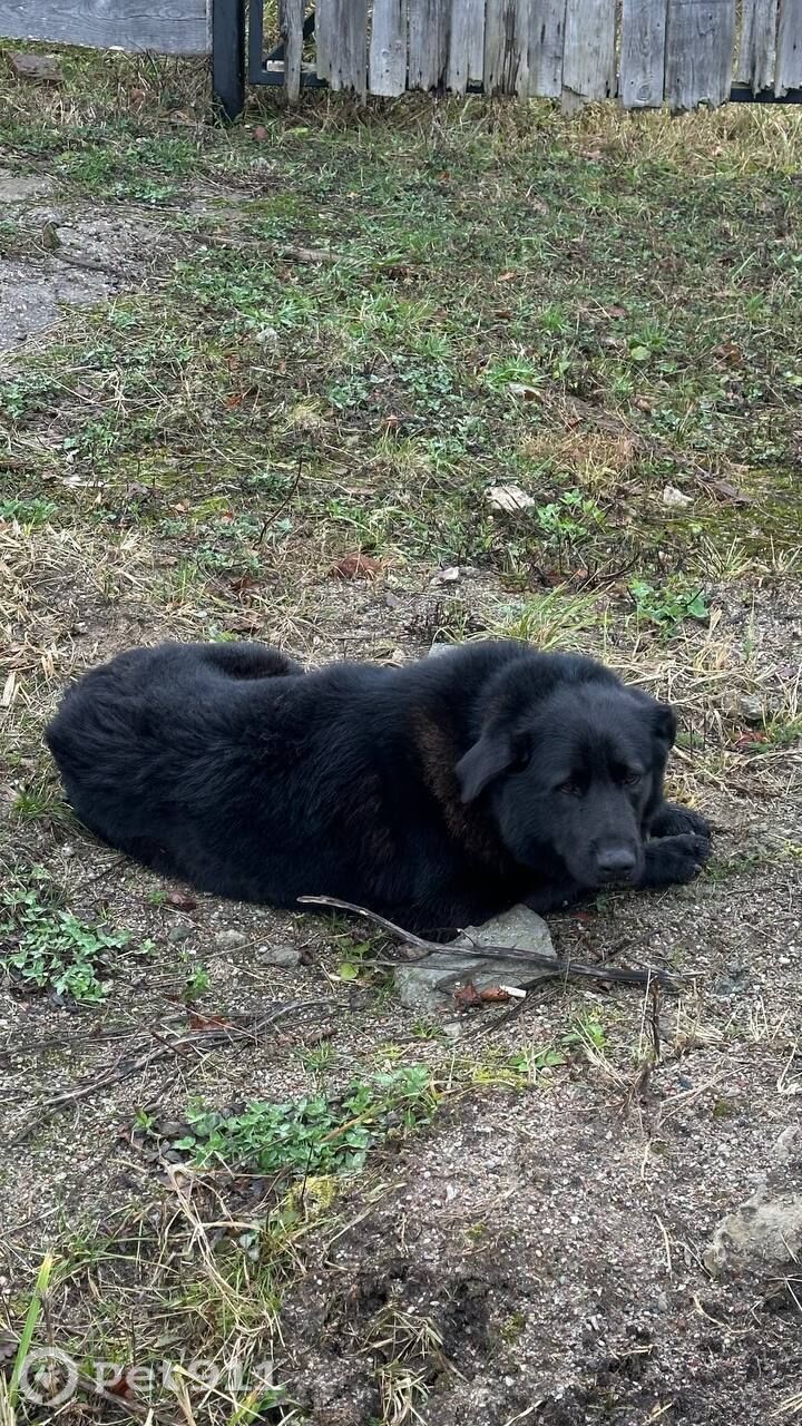 Найдена собака в Калининграде — фото объявления