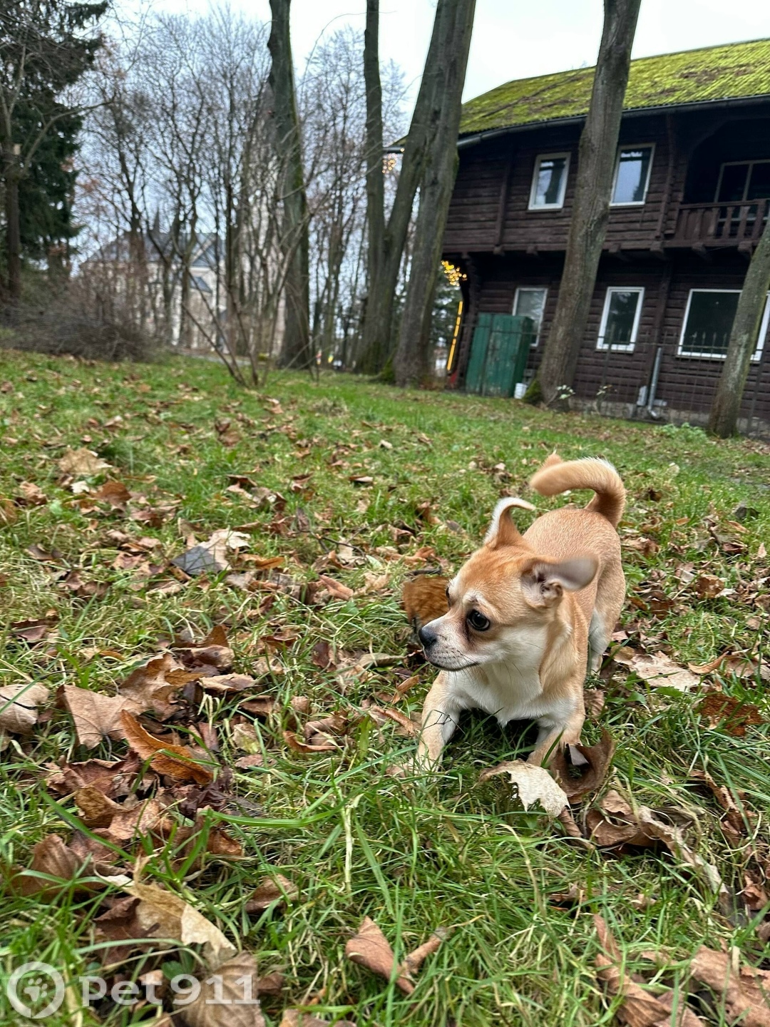 Найдена собака в Калининграде — фото объявления