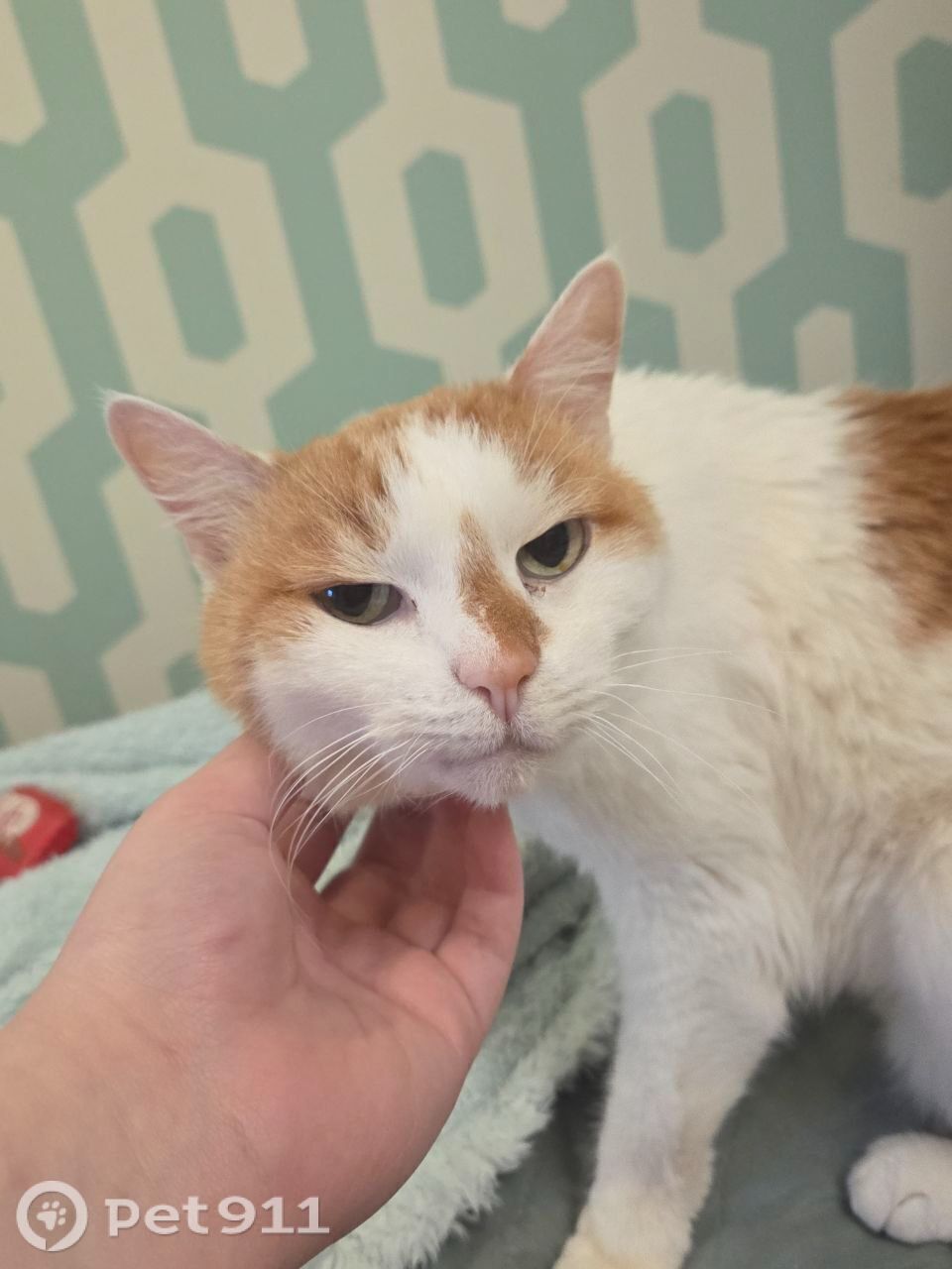 Найдена кошка в Калининграде — фото объявления