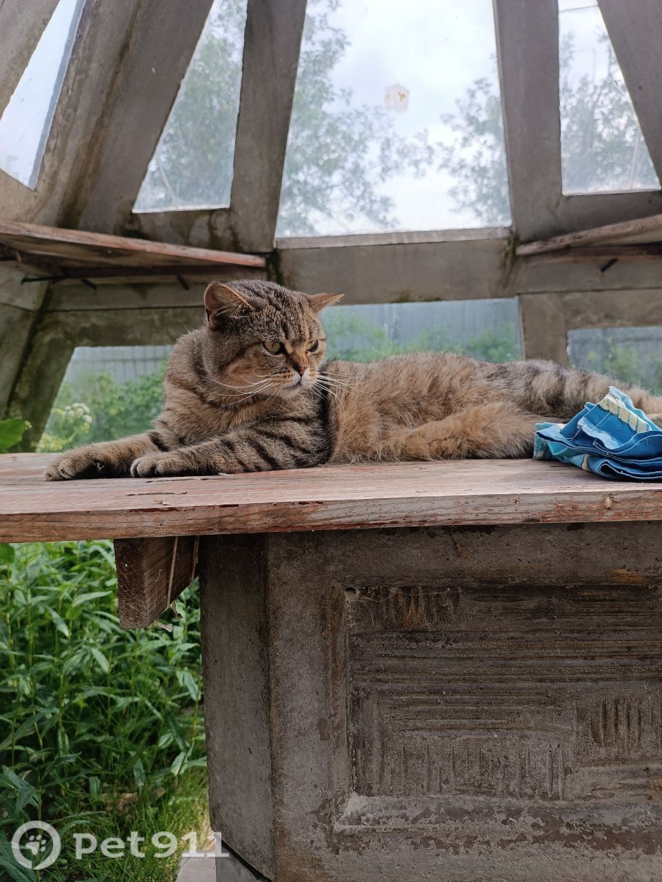 Пропала кошка в Калининграде — фото объявления