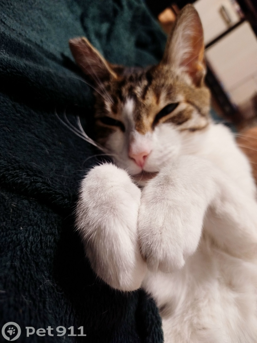 Пропала кошка в Калининграде — фото объявления