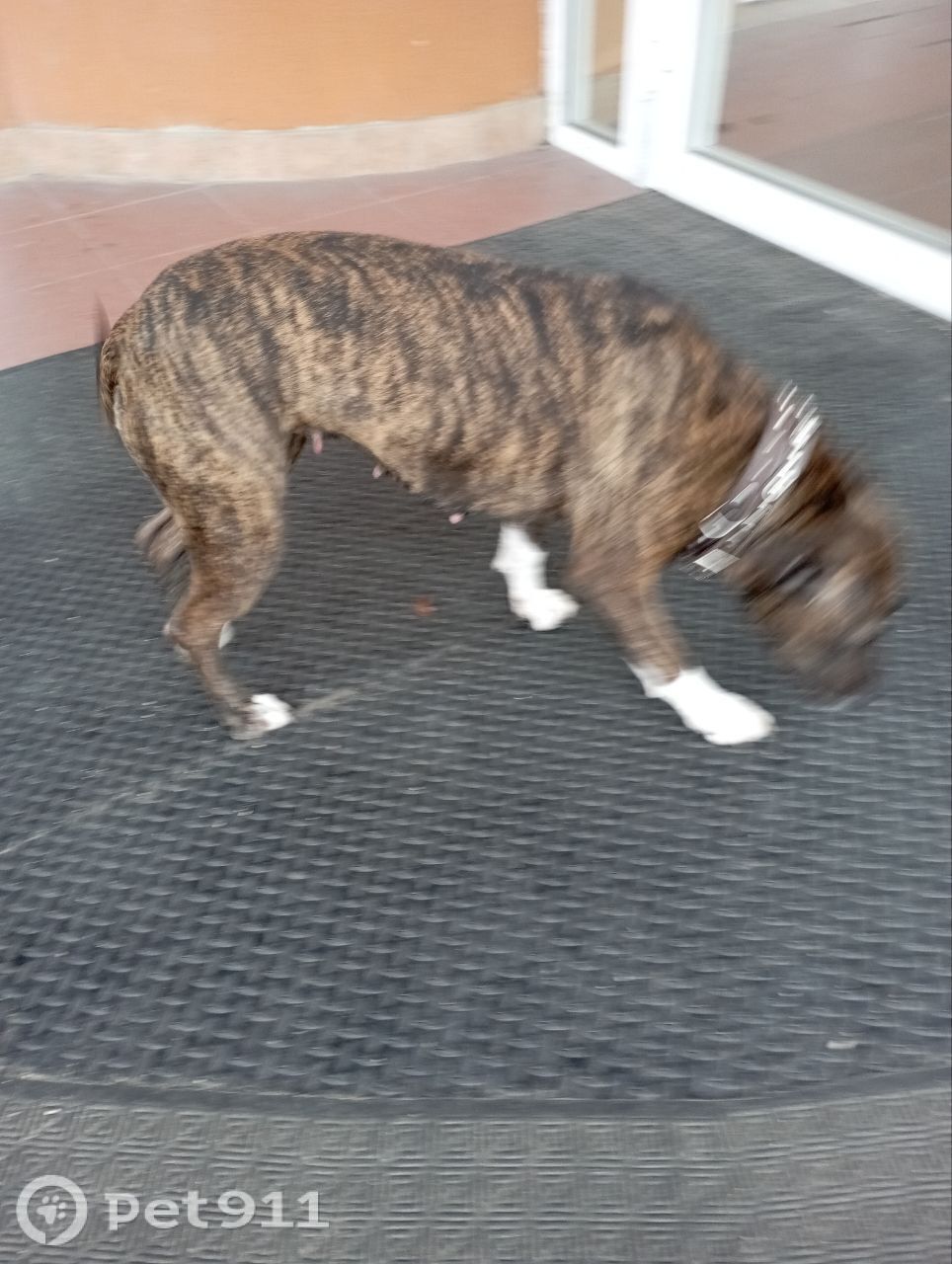 Найдена собака в Калининграде — фото объявления