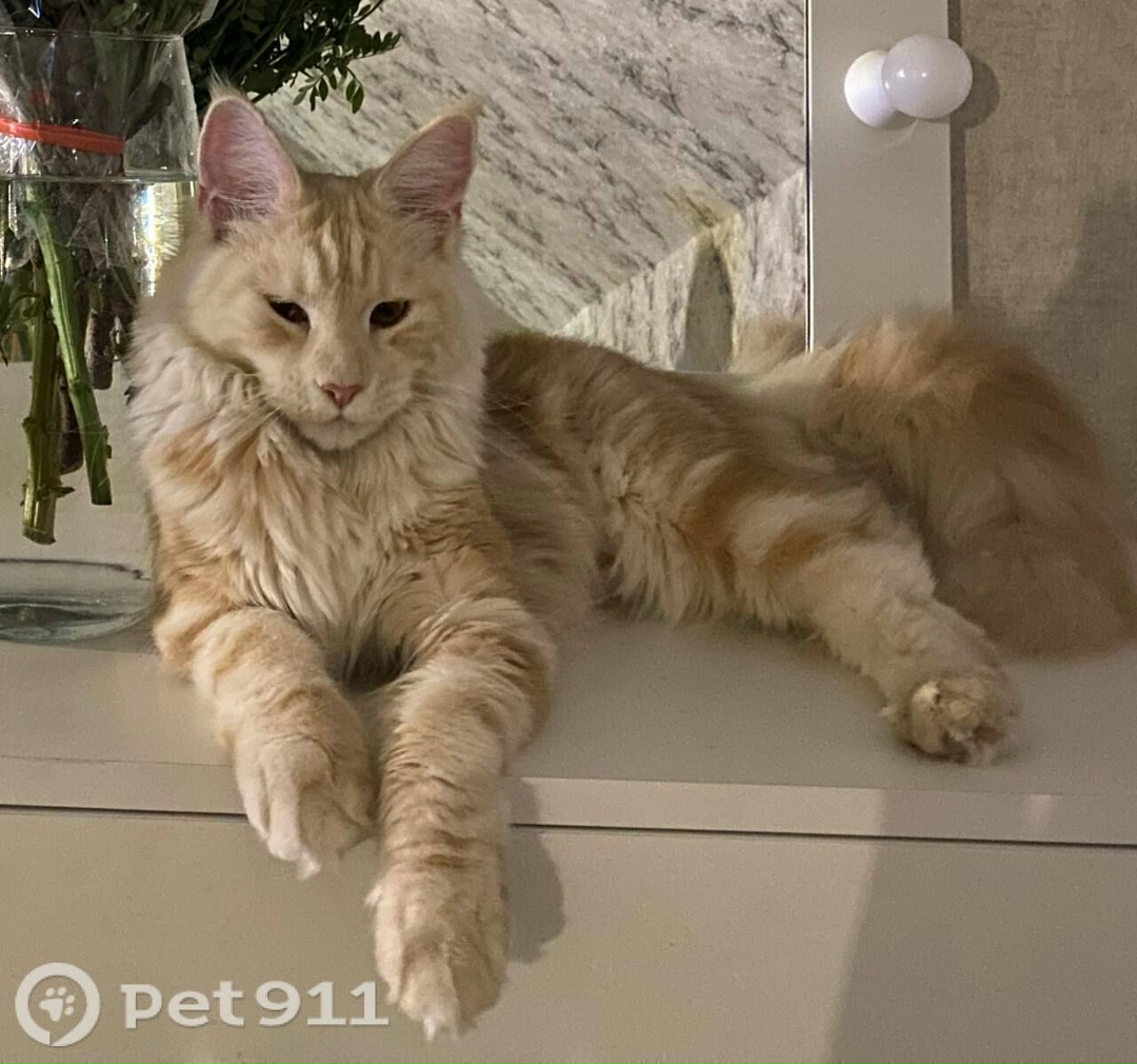 Пропала кошка в Калининграде — фото объявления