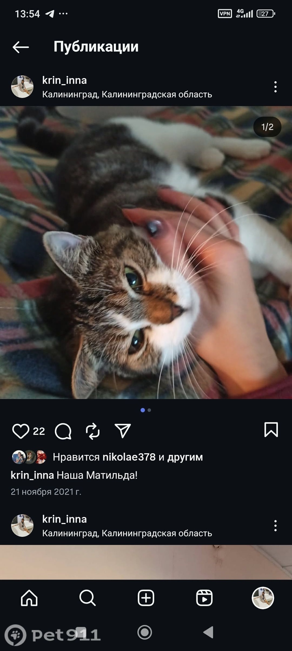 Пропала кошка в Калининграде — фото объявления