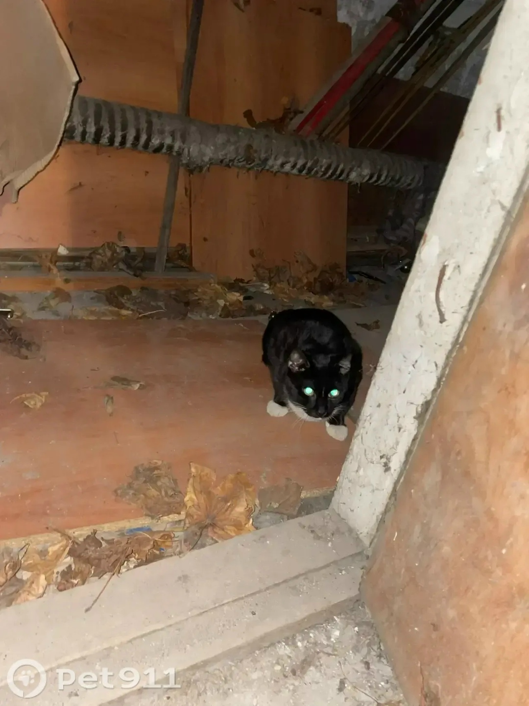 Найдена кошка в Калининграде — фото объявления