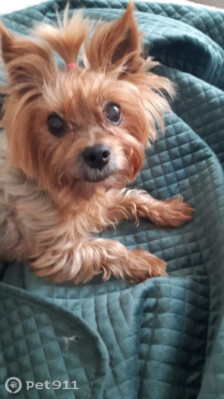 Пропала собака в Калининграде — фото объявления