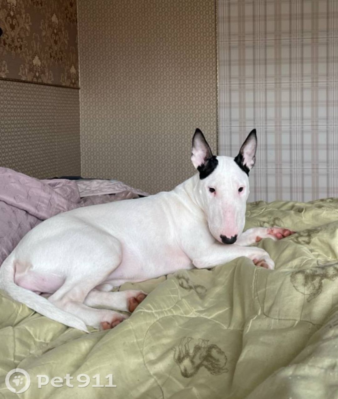 Пропала собака в Калининграде — фото объявления