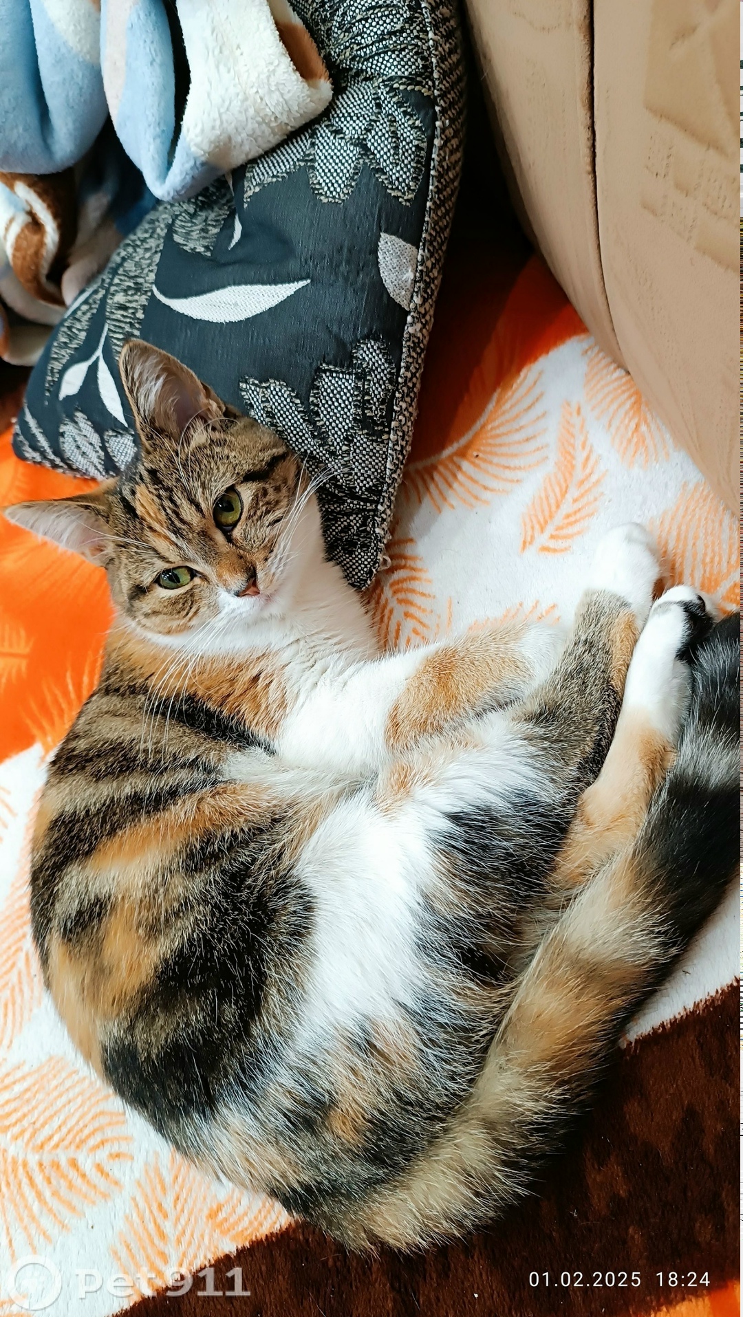 Пропала кошка в Калининграде — фото объявления