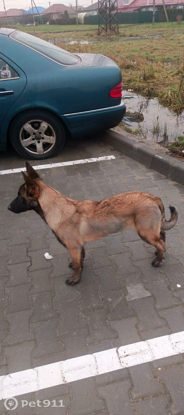 Пропала собака в Калининграде — фото объявления