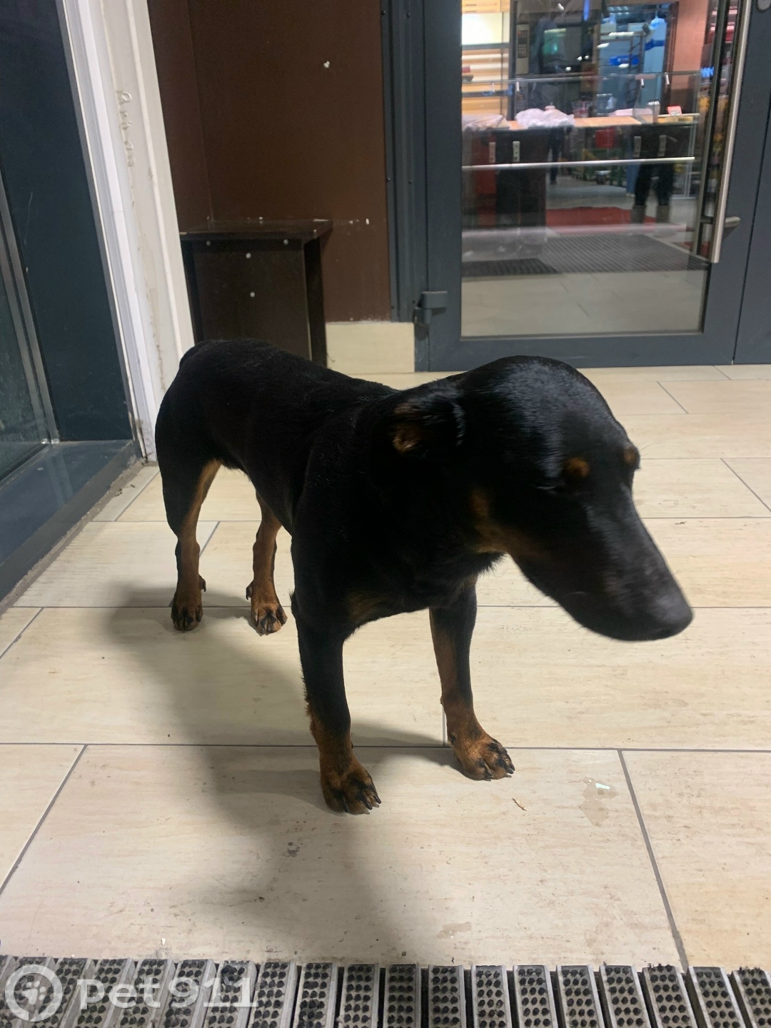 Найдена собака в Калининграде — фото объявления