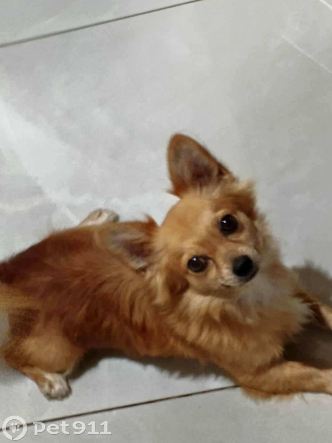 Пропала собака в Калининграде — фото объявления