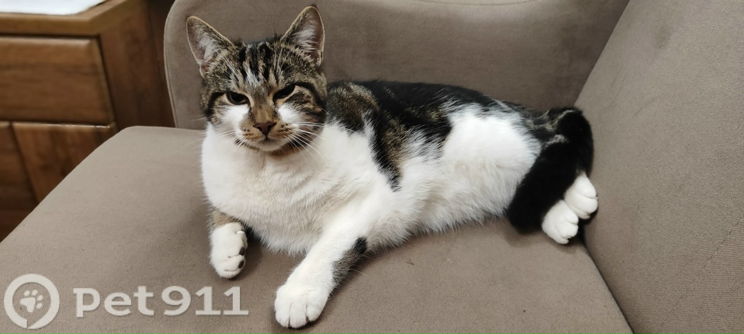 Найдена кошка в Калининграде — фото объявления