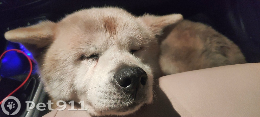 Найдена собака в Калининграде — фото объявления